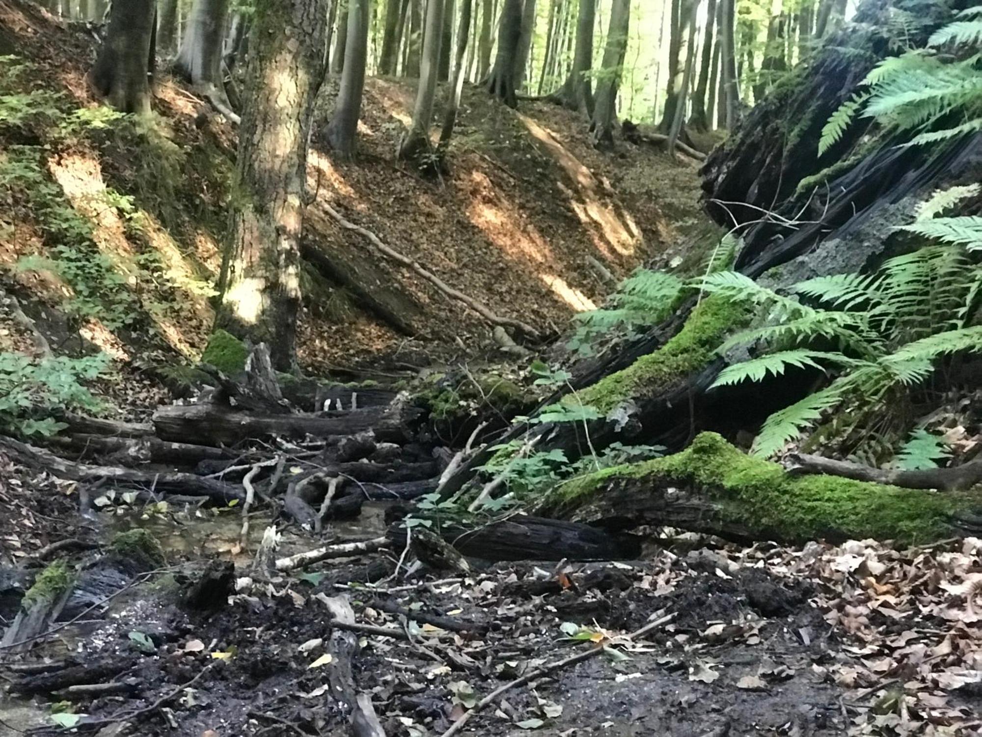Homelig Altstadt Ferienwohnungen Sassnitz Fewo 4 Exteriör bild